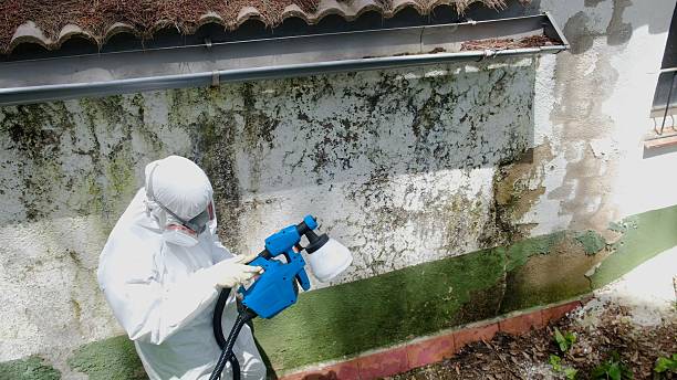 Top rated local Mold Testing specialists in Paris, TN